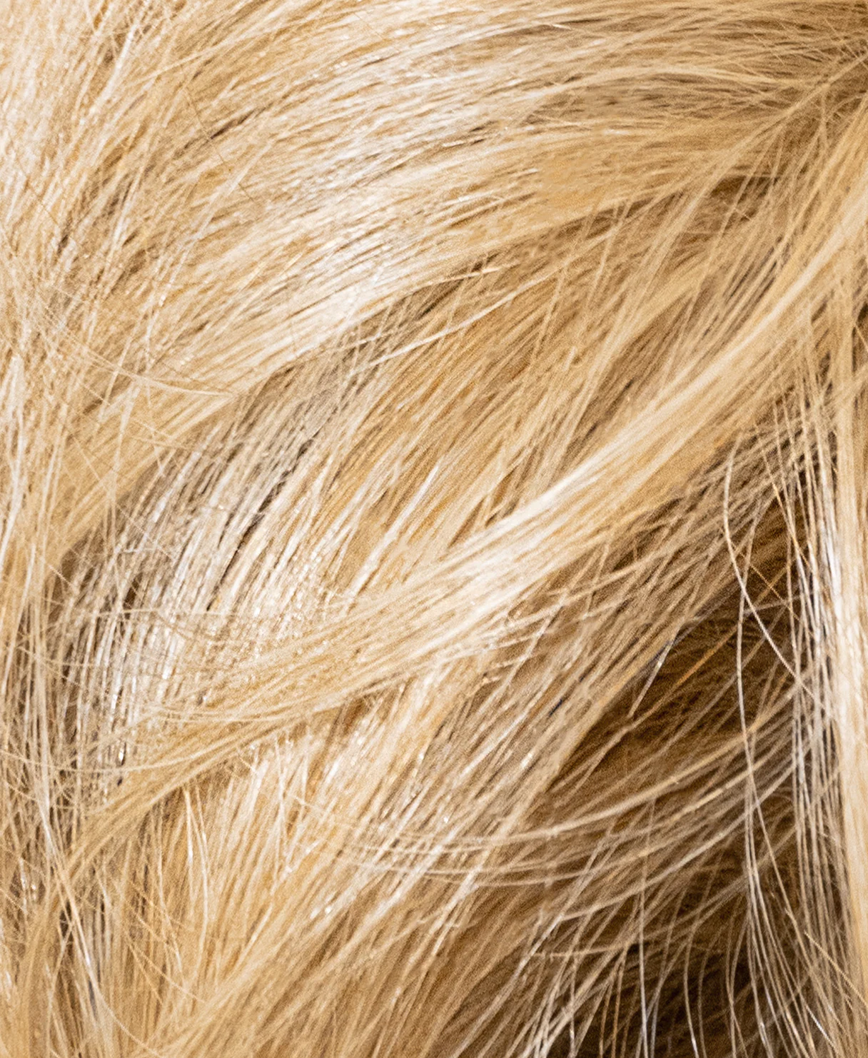 vegan fiber messy bun - honey blonde. - Image 7